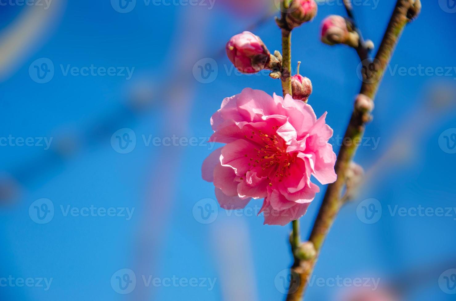 plommonblomning rosa blommande blå bakgrund foto