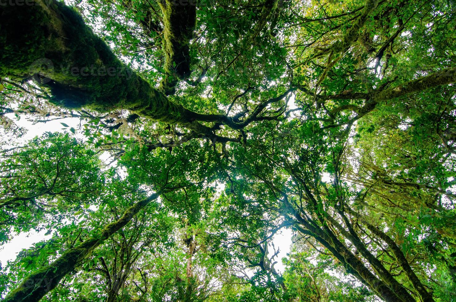 regnskog doi inthanon molnskog Chiang Mai Thailand foto