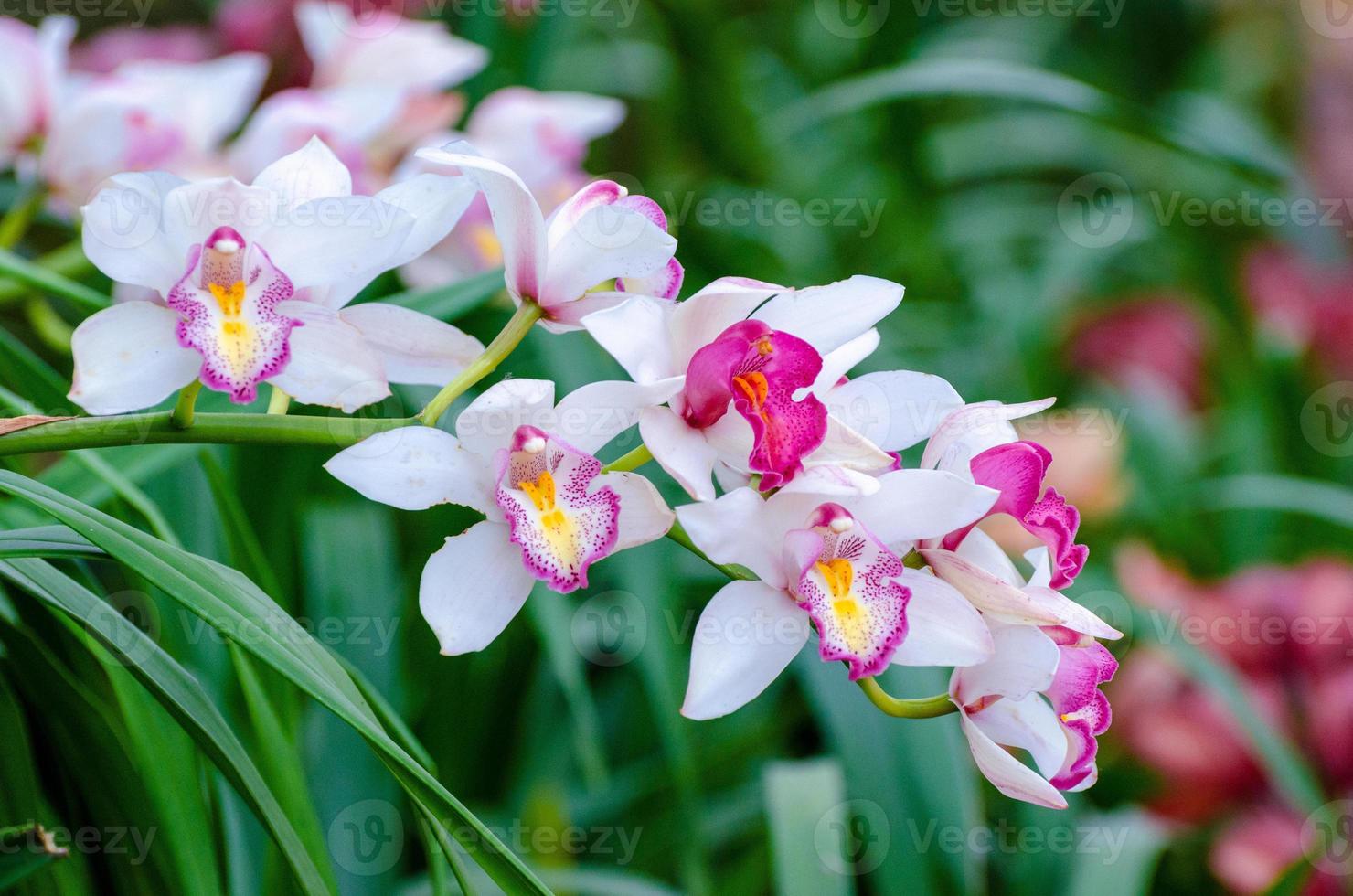 cymbidium sp rosa och vita orkidéblommor foto