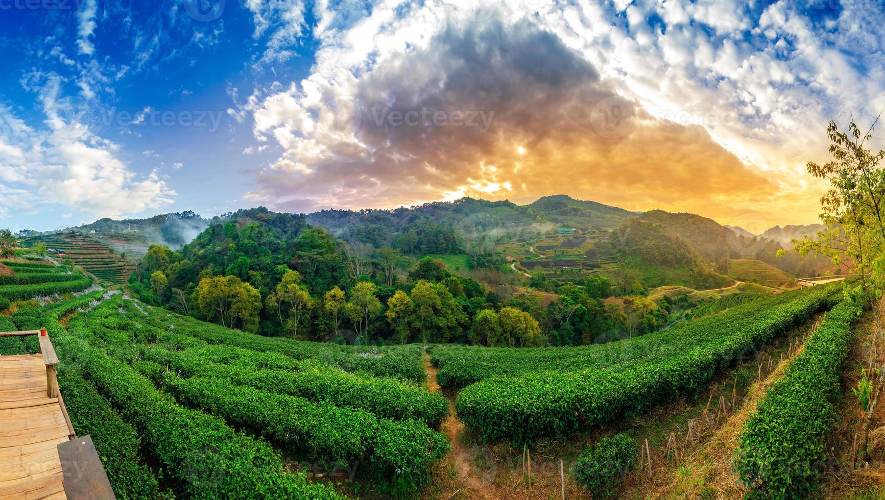 tea farm ekologisk tea farm 2000 doi ang khang chiang mai thailand i morgonpanorama foto