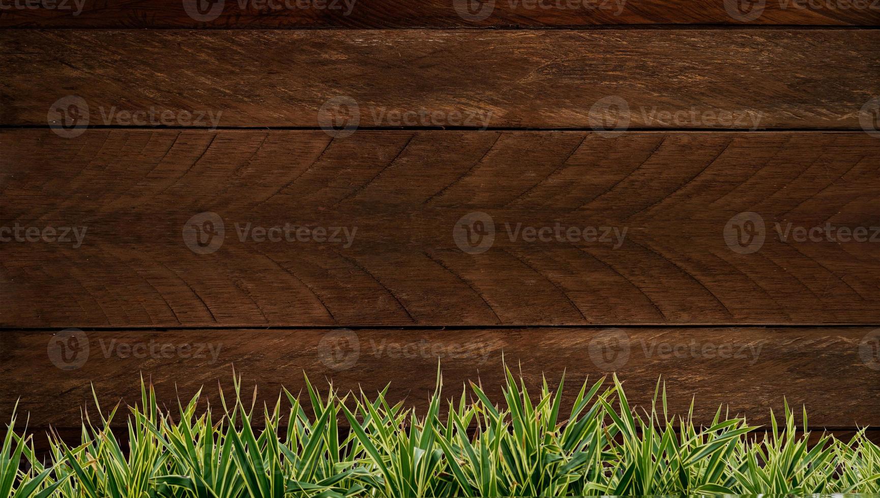 nytt vårgrönt gräs och bladväxt över trästaketbakgrund. trä bakgrund gräs ram foto
