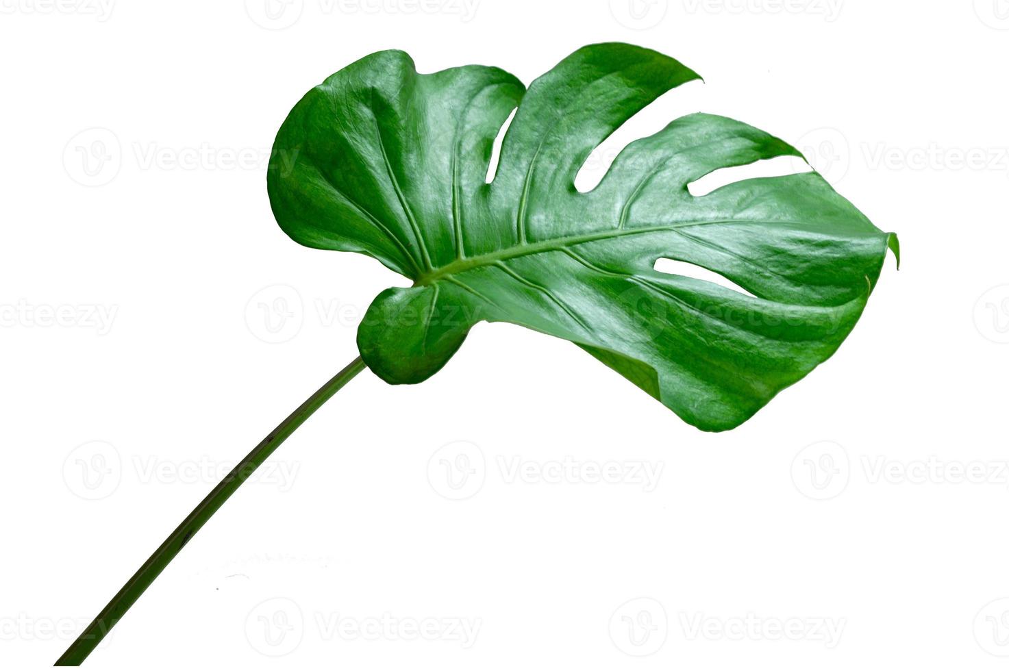 monstera lämnar blad med isolat på vit bakgrund lämnar på vitt foto