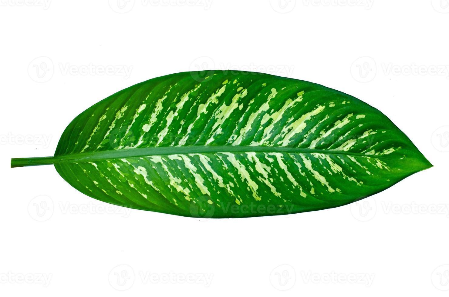 lämnar calathea ornata stift rand bakgrund vit isolera foto