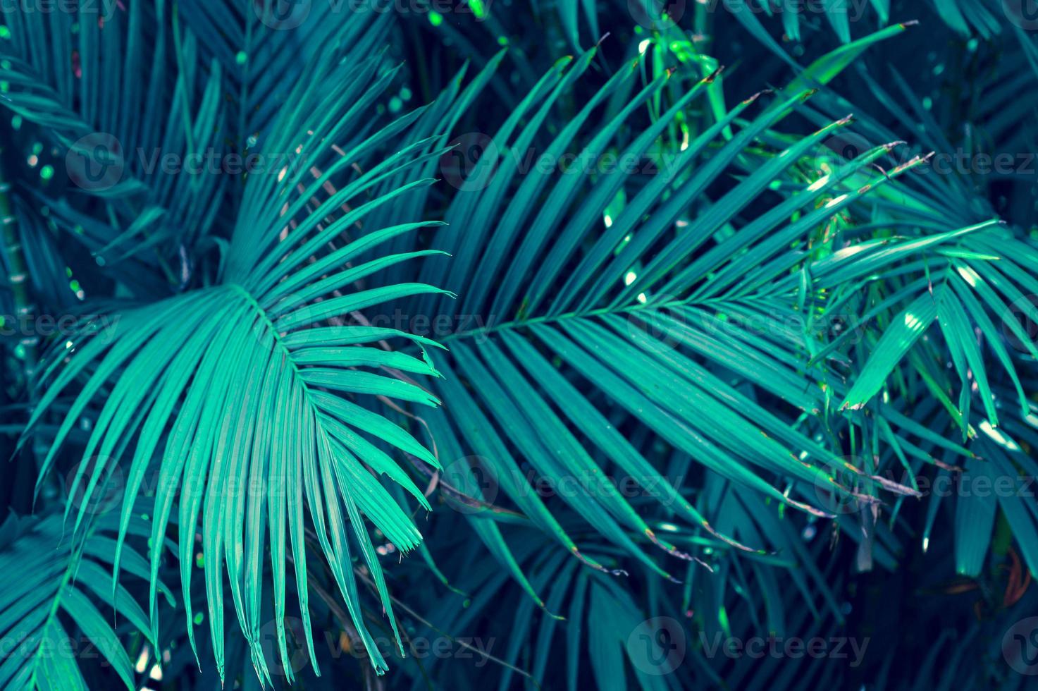 lämnar abstrakt palm tropiska löv färgglada blomma på mörk tropisk lövverk natur bakgrund mörkblå lövverk natur foto