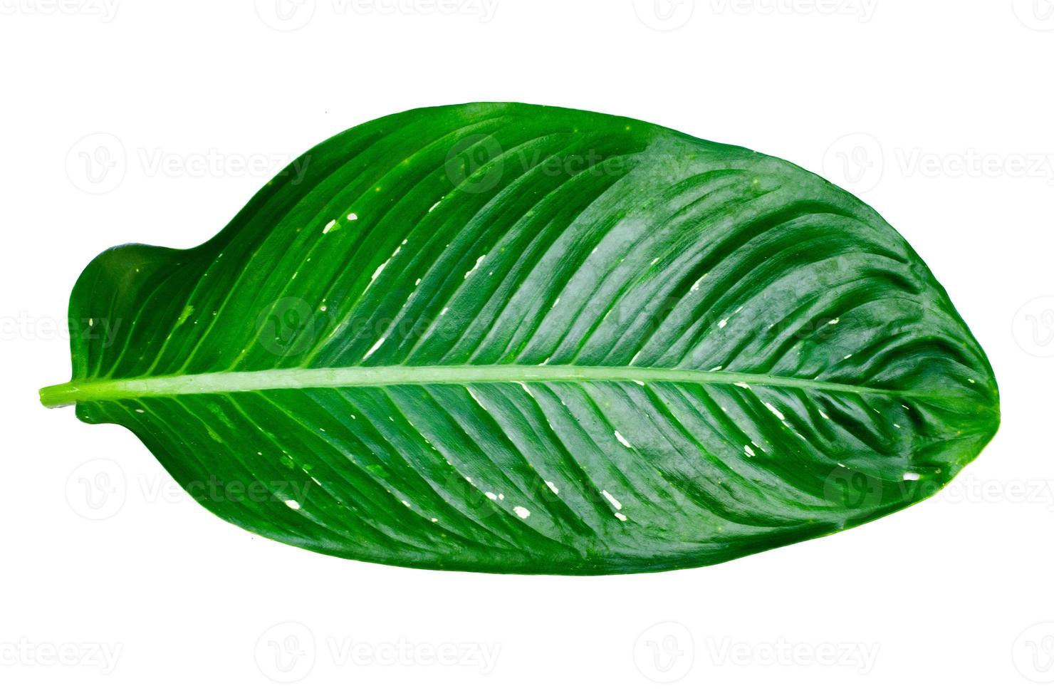 lämnar calathea ornata stift rand bakgrund vit isolera foto