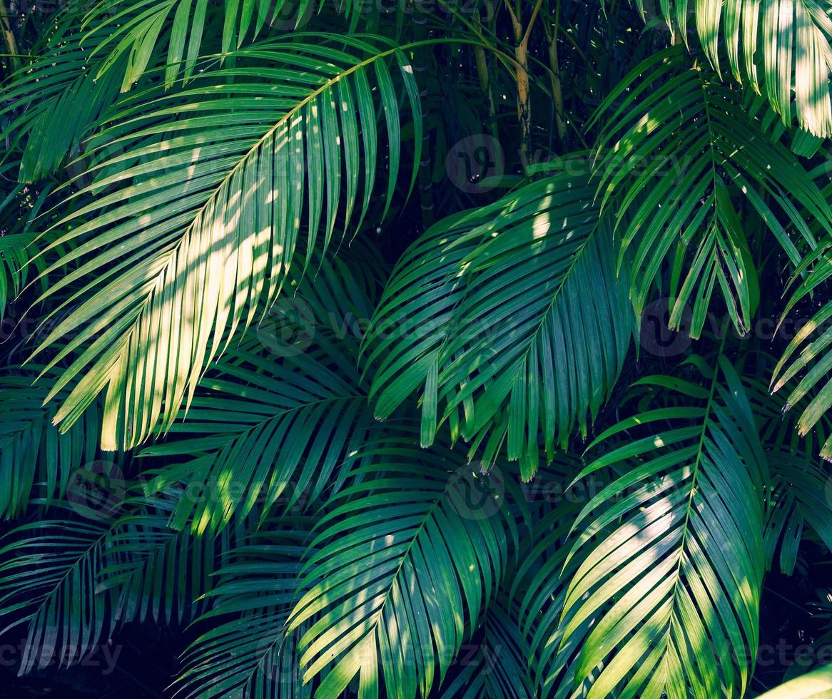 lämnar abstrakt palm tropiska löv färgglada blomma på mörk tropisk lövverk natur bakgrund mörkblå lövverk natur foto