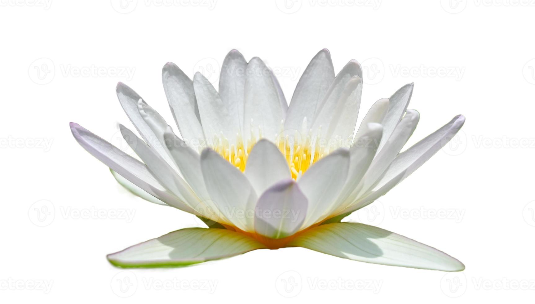 vit lotus i en vit bakgrund isolera foto