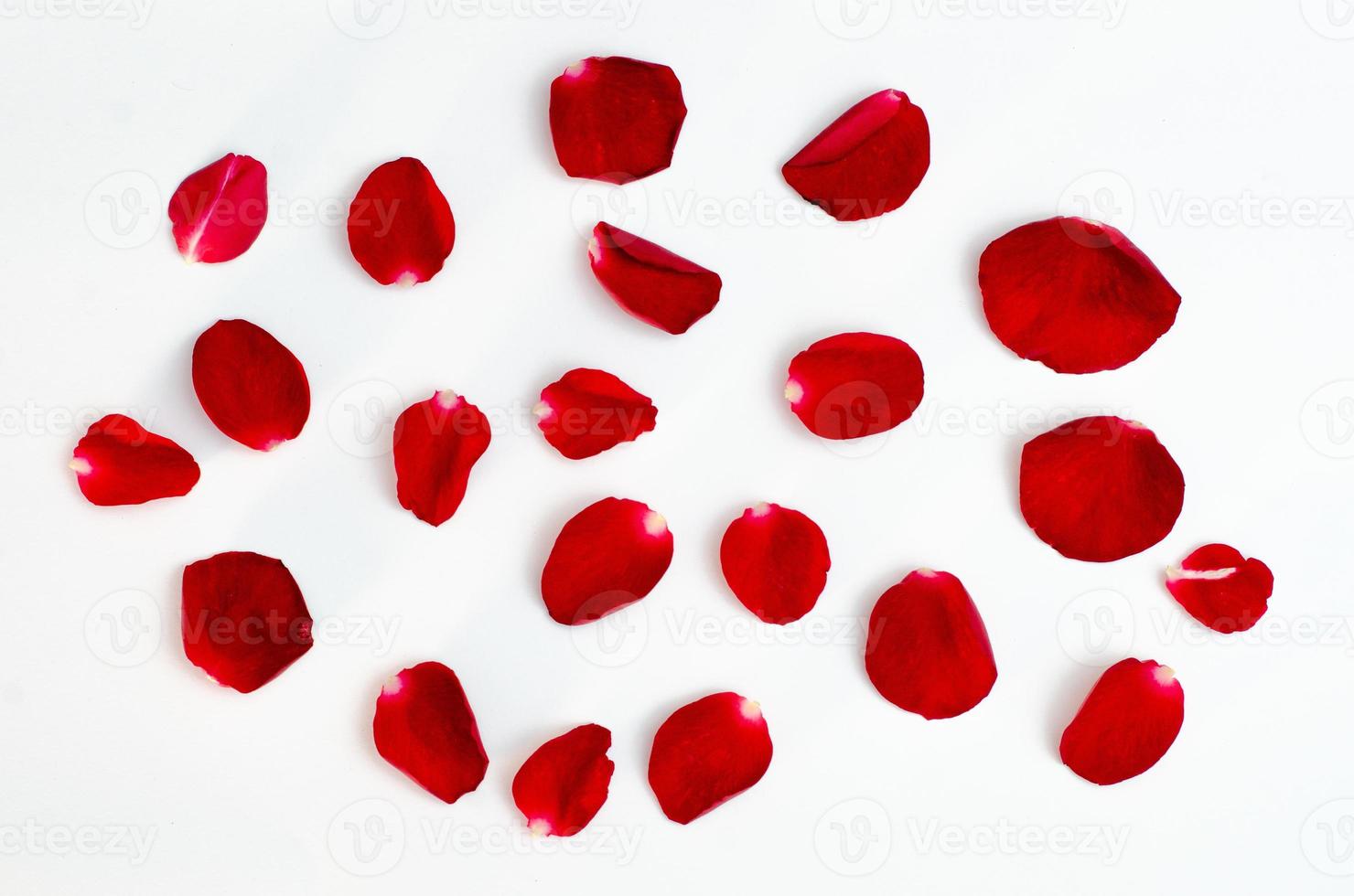 rosenblad isolera på en vit bakgrund röd design hjärta foto