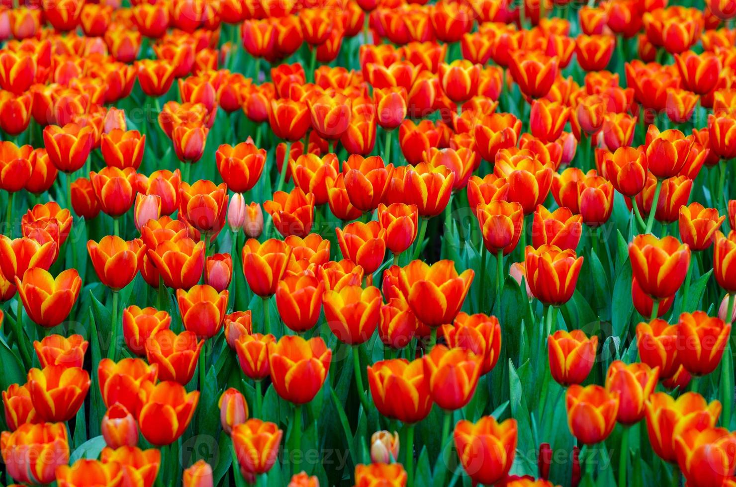 de röda gula tulpanfälten blommar tätt foto