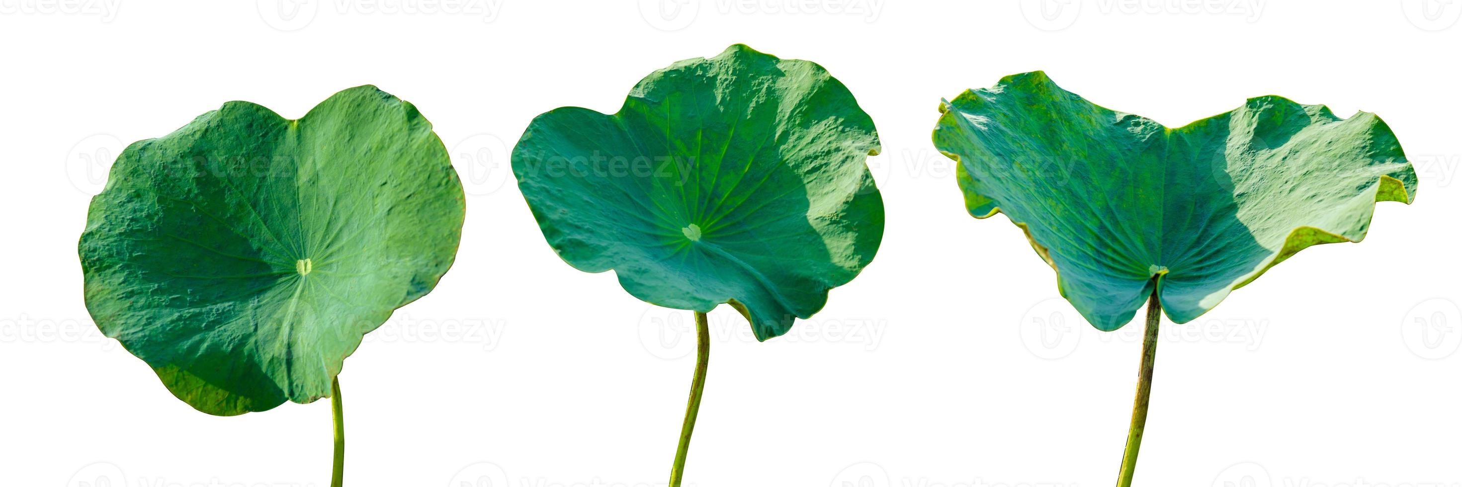 Lotus leaf isolate 3 samling av vit bakgrund foto