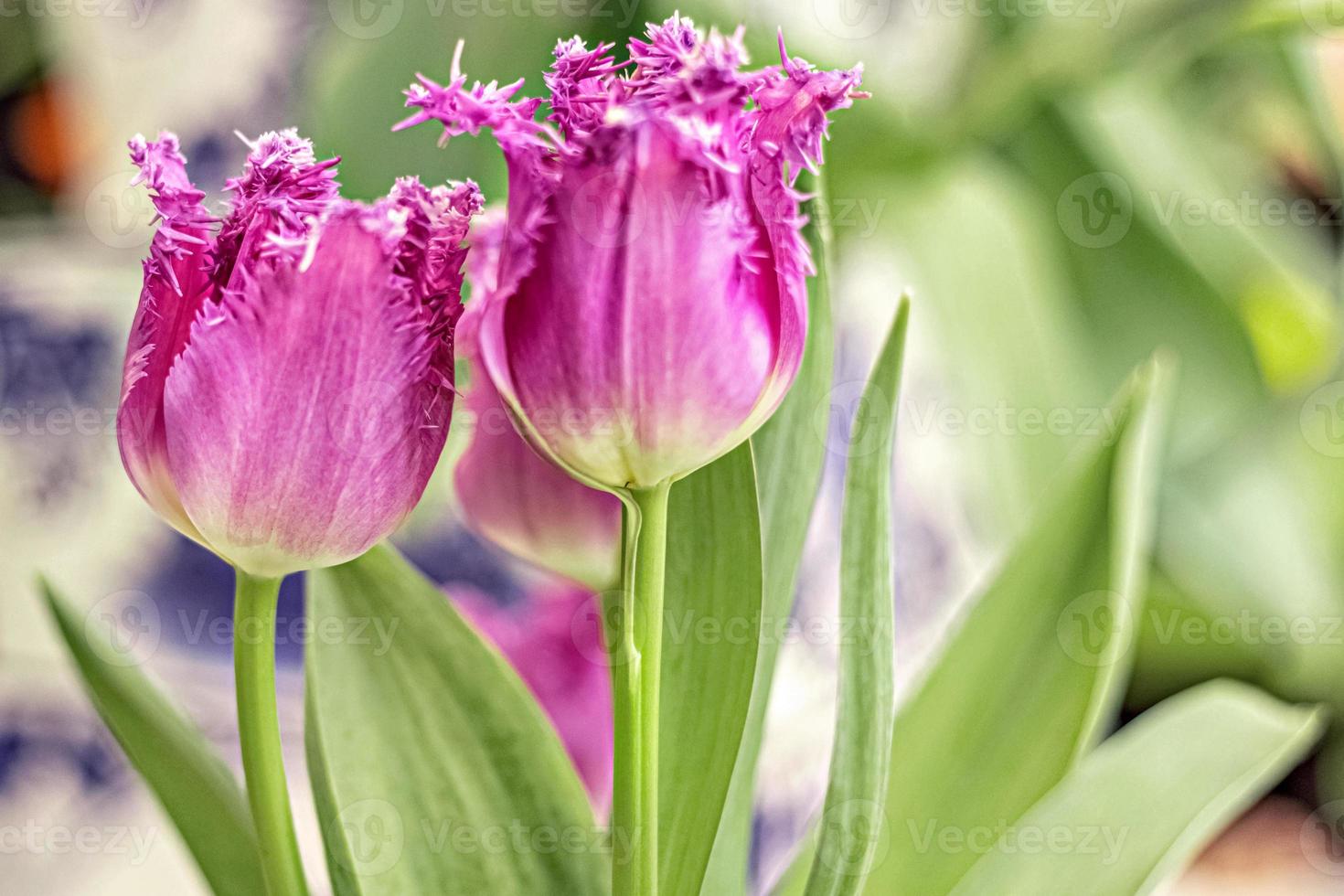 lila tulpaner i en vas i trädgården. vår. blomma. foto