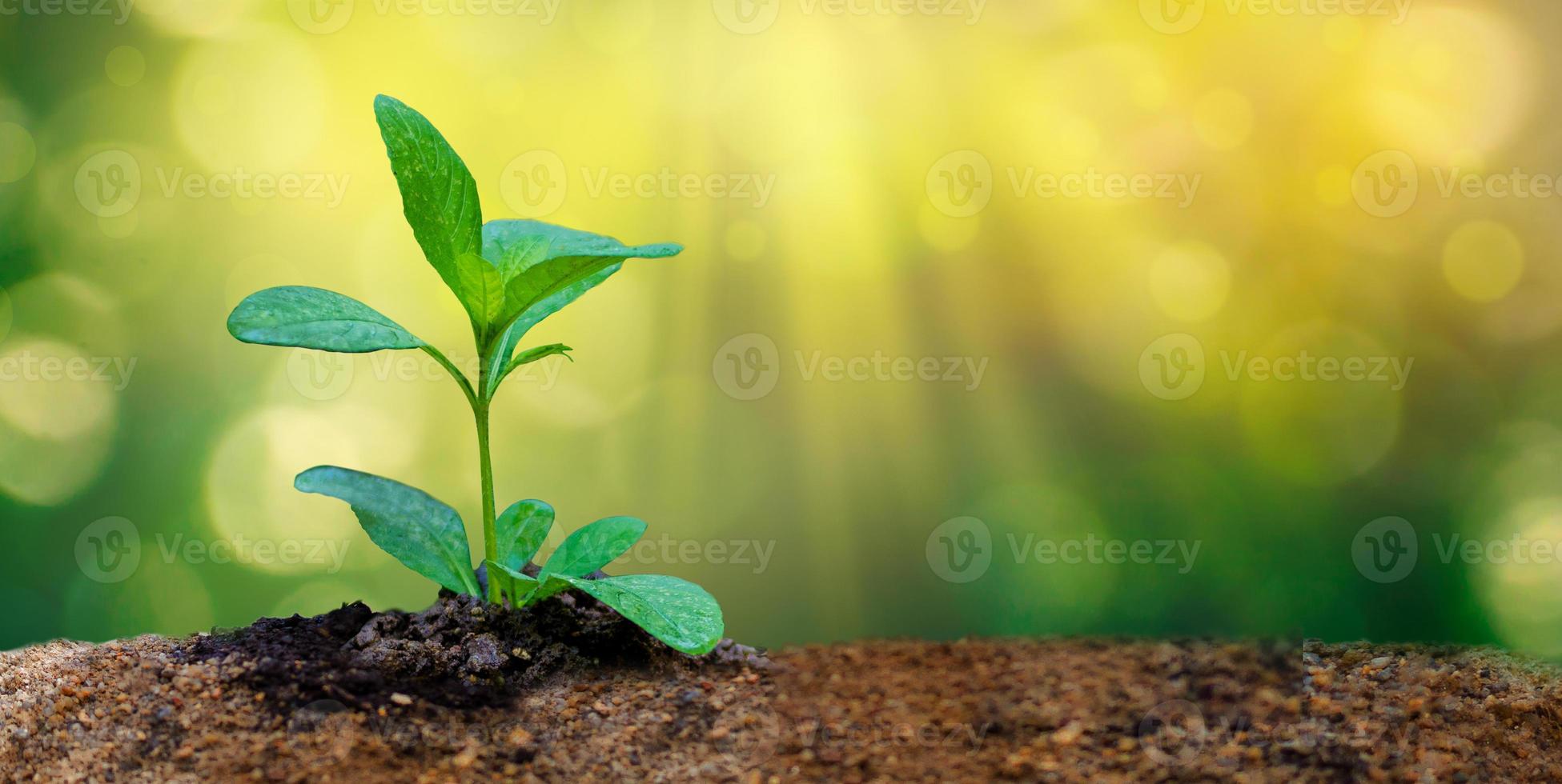 världsmiljö dag plantera plantor unga växter på morgonen ljus på natur bakgrund foto