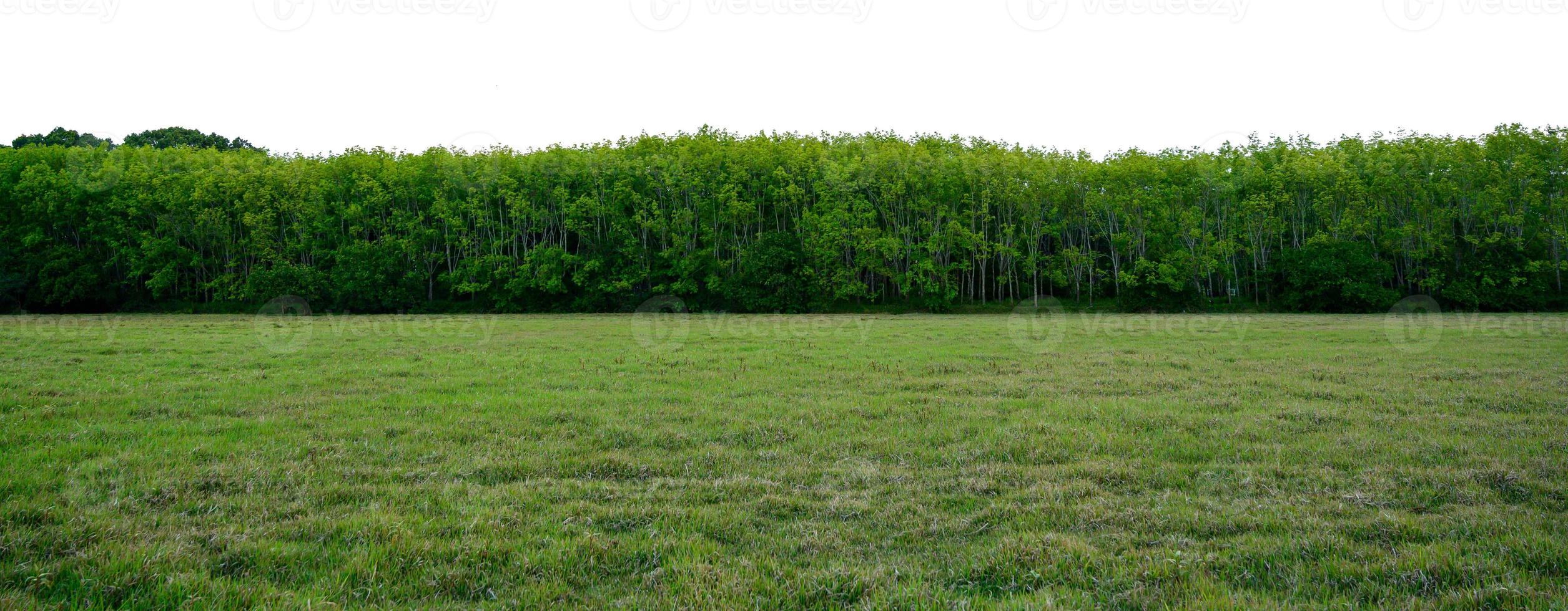 panorama träd vit bakgrund banner foto