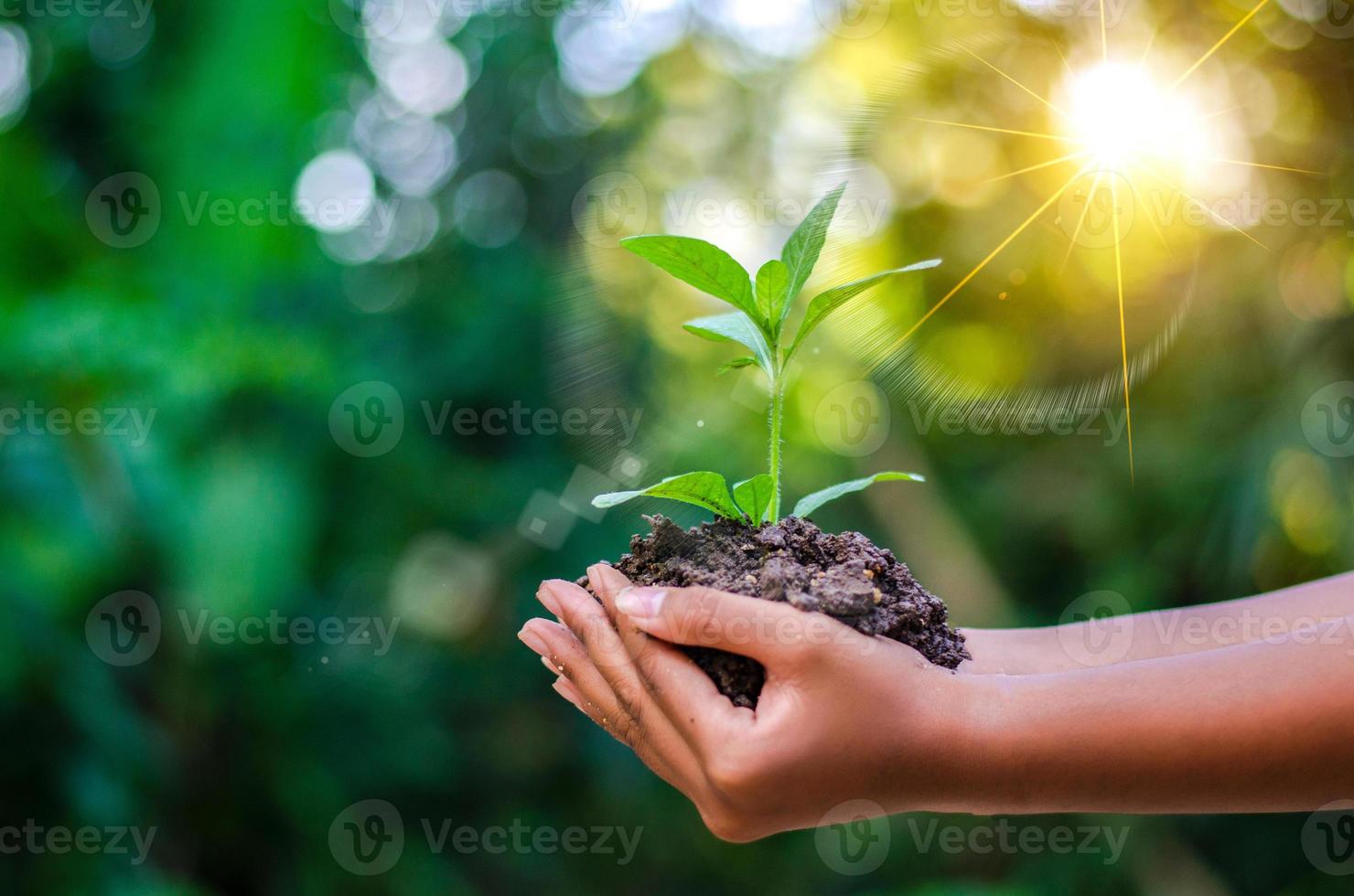 jorddag i händerna på träd som växer plantor. bokeh grön bakgrund kvinnlig hand som håller träd på natur fält gräs skog bevarande koncept foto