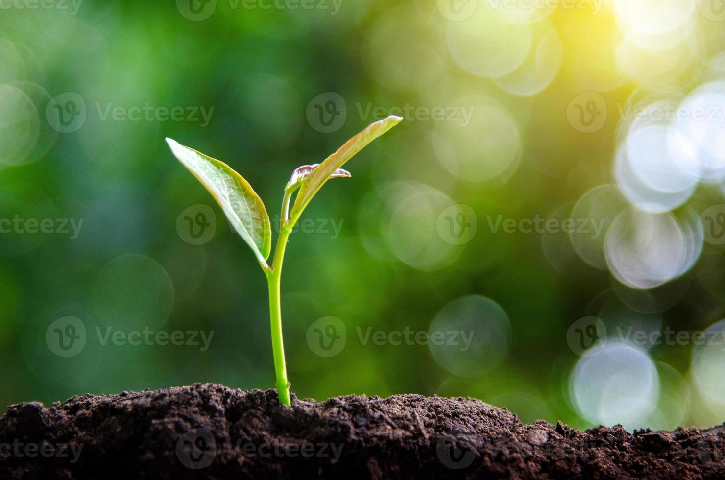 plantera plantor unga växter på morgonen ljus på natur bakgrund foto