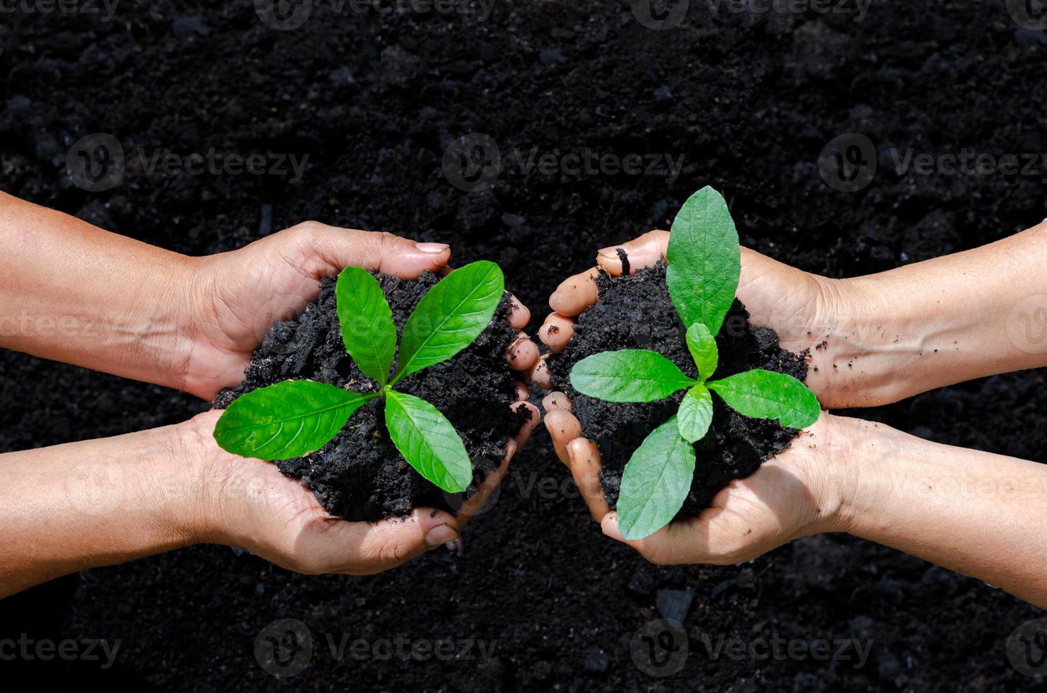 miljöjorddag i händerna på träd som växer plantor. bokeh grön bakgrund kvinnlig hand som håller träd på natur fält gräs skog bevarande koncept foto