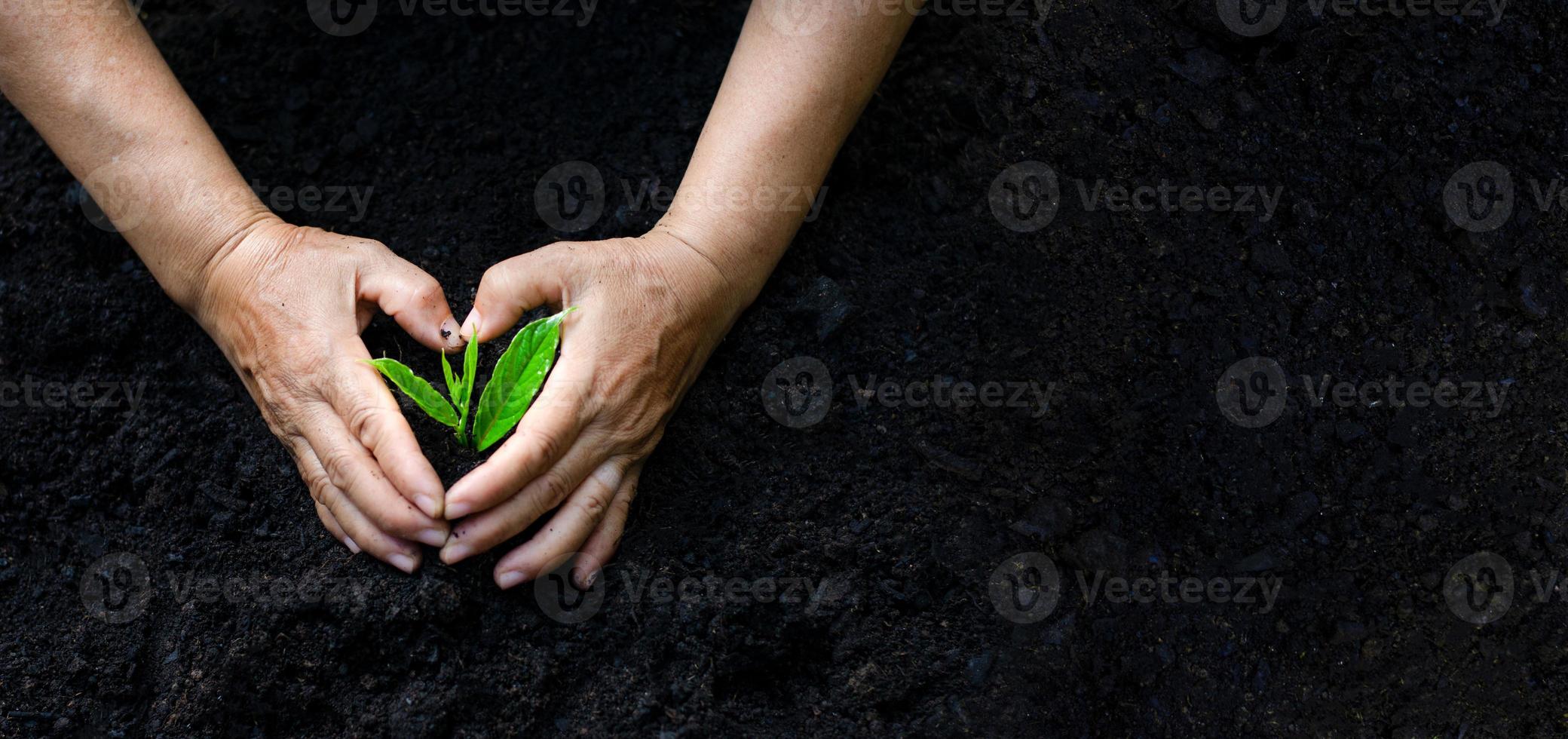 miljöjorddag i händerna på träd som växer plantor. bokeh grön bakgrund kvinnlig hand som håller träd på natur fält gräs skog bevarande koncept foto