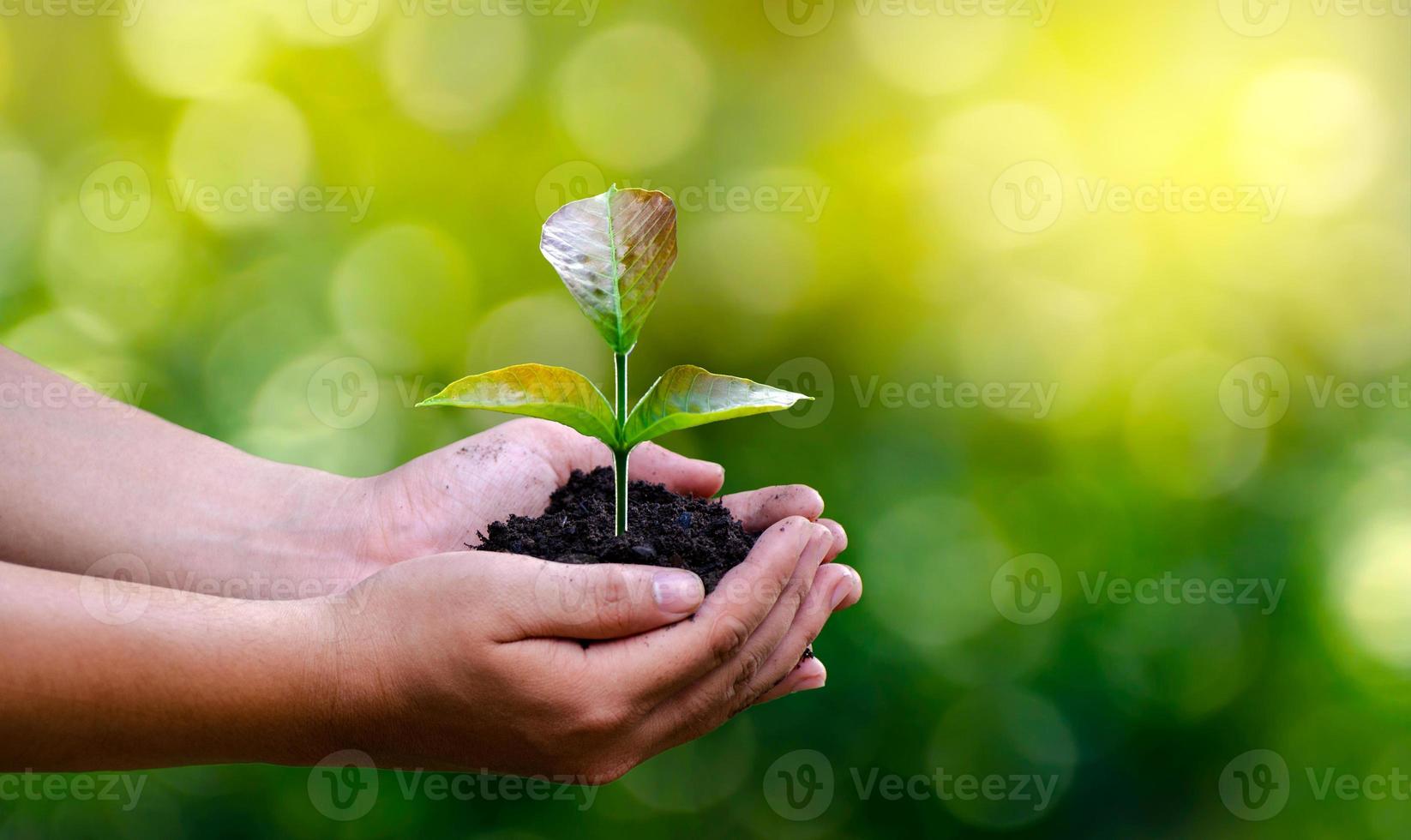 miljö i händerna på träd som växer plantor. bokeh grön bakgrund kvinnlig hand som håller träd på natur fält gräs skog bevarande koncept foto