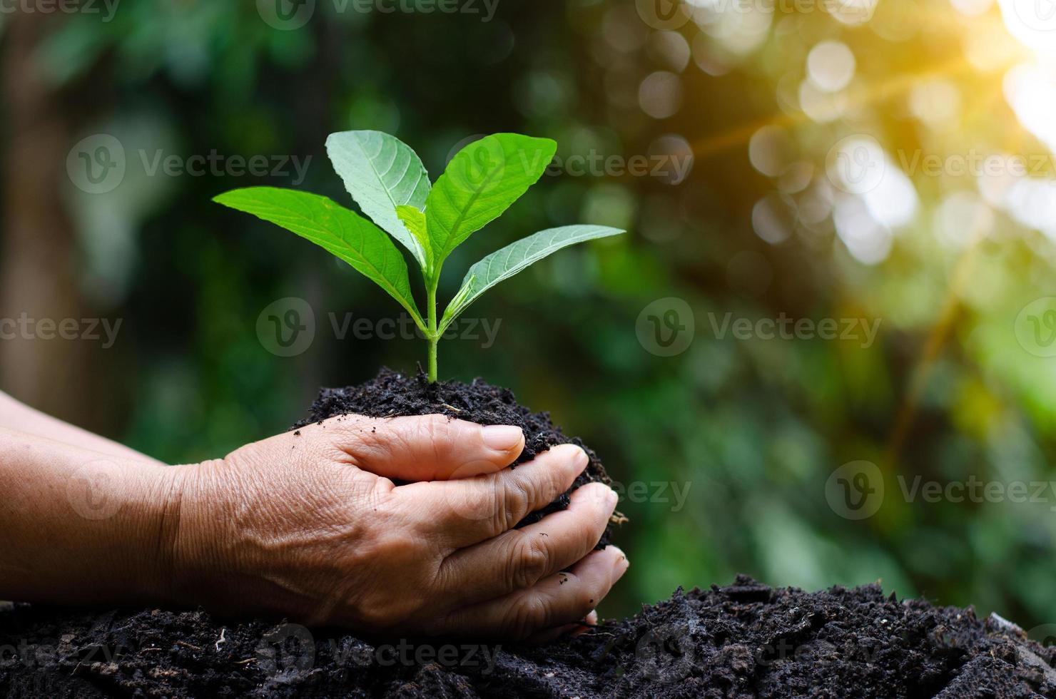 i händerna på träd som växer plantor. bokeh grön bakgrund kvinnlig hand som håller träd på natur fält gräs skog bevarande koncept foto
