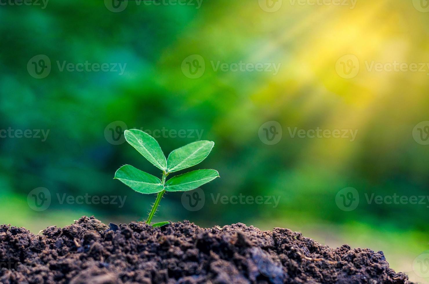 världsmiljö dag plantera plantor unga växter på morgonen ljus på natur bakgrund foto