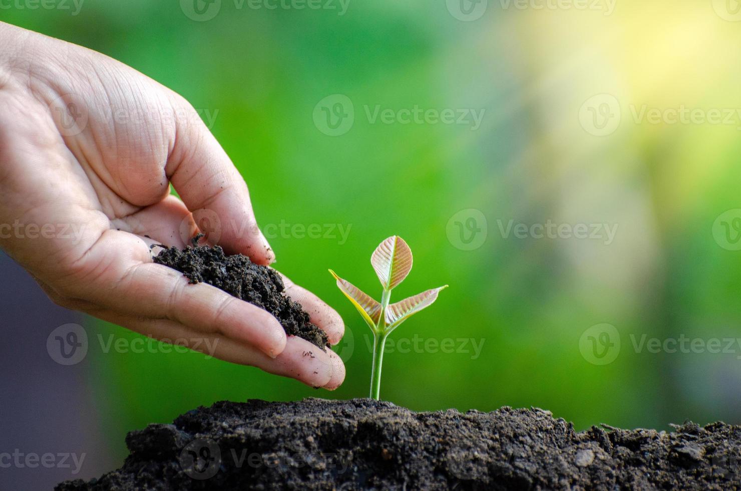 träd planta hand plantera gro i jord med solnedgång närbild manlig hand plantera unga träd över grön bakgrund foto