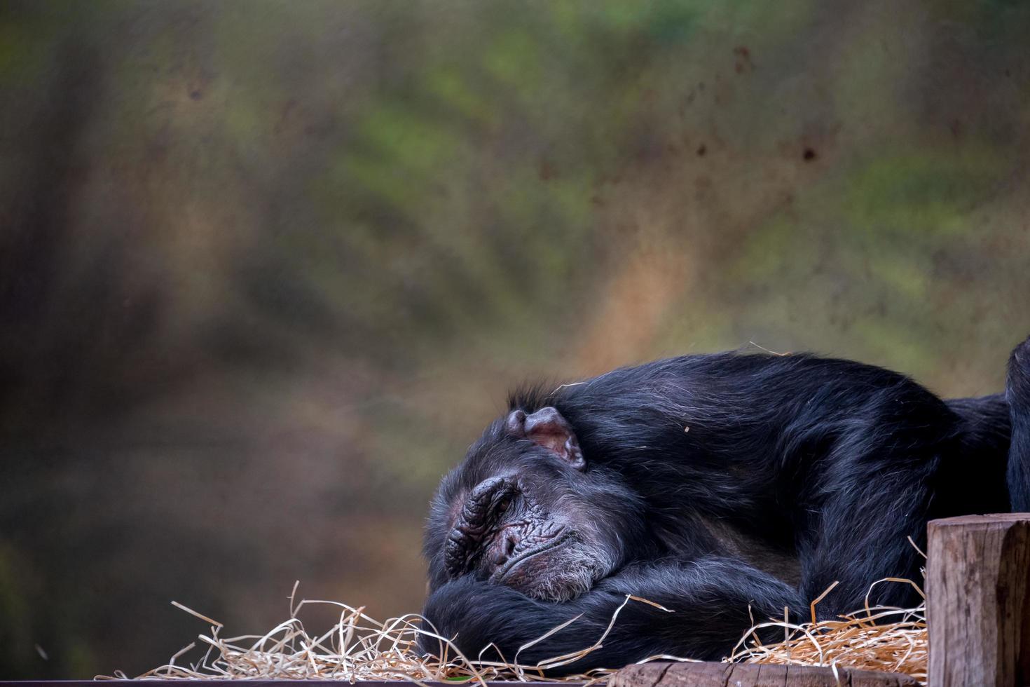 schimpans sover i djurparken foto