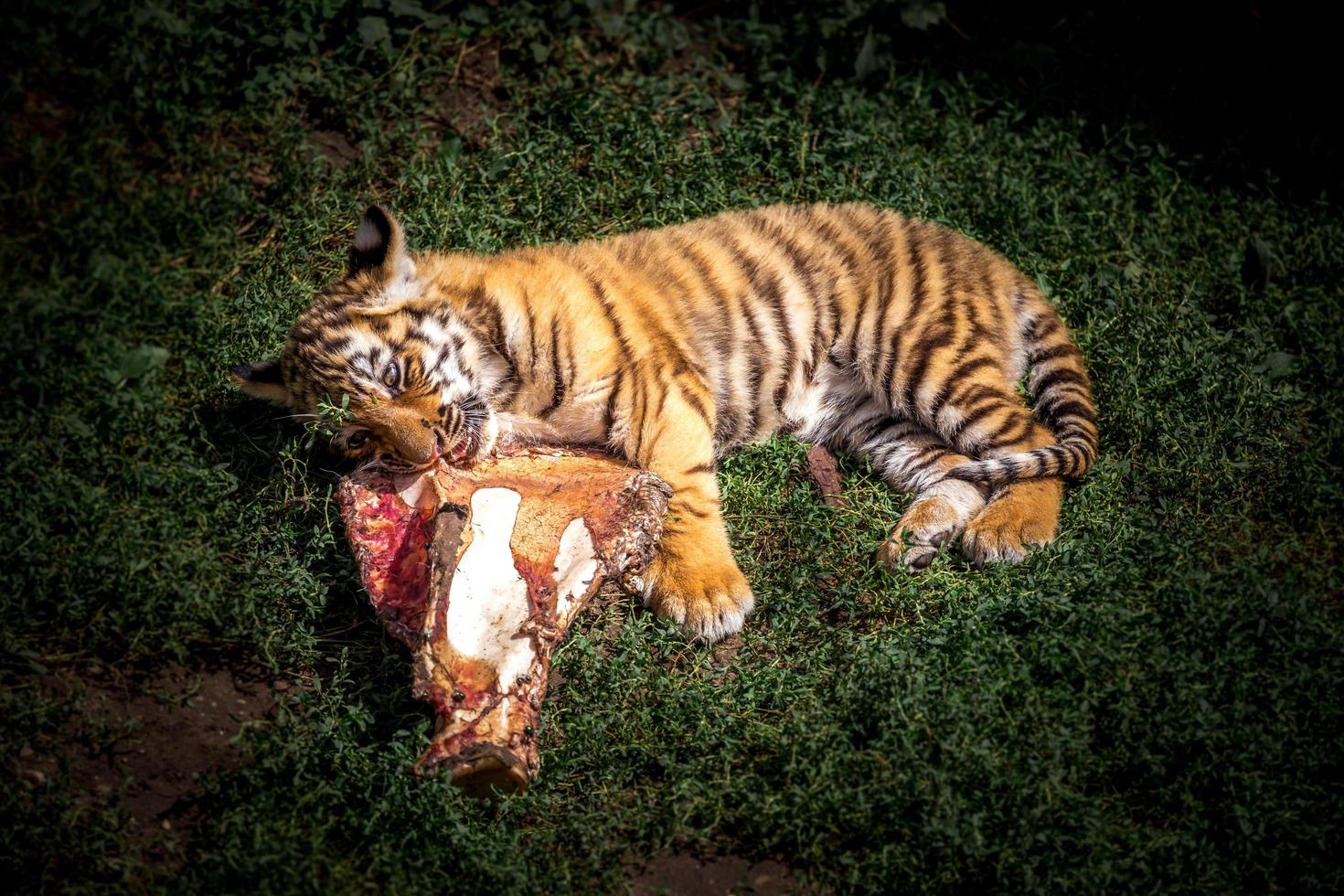 porträtt av tiger foto