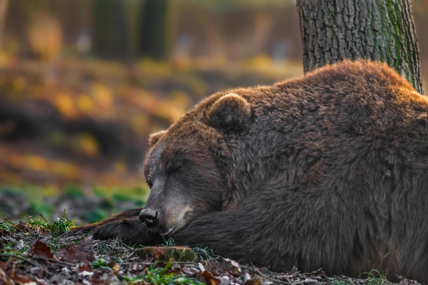 kamchatka brunbjörn foto