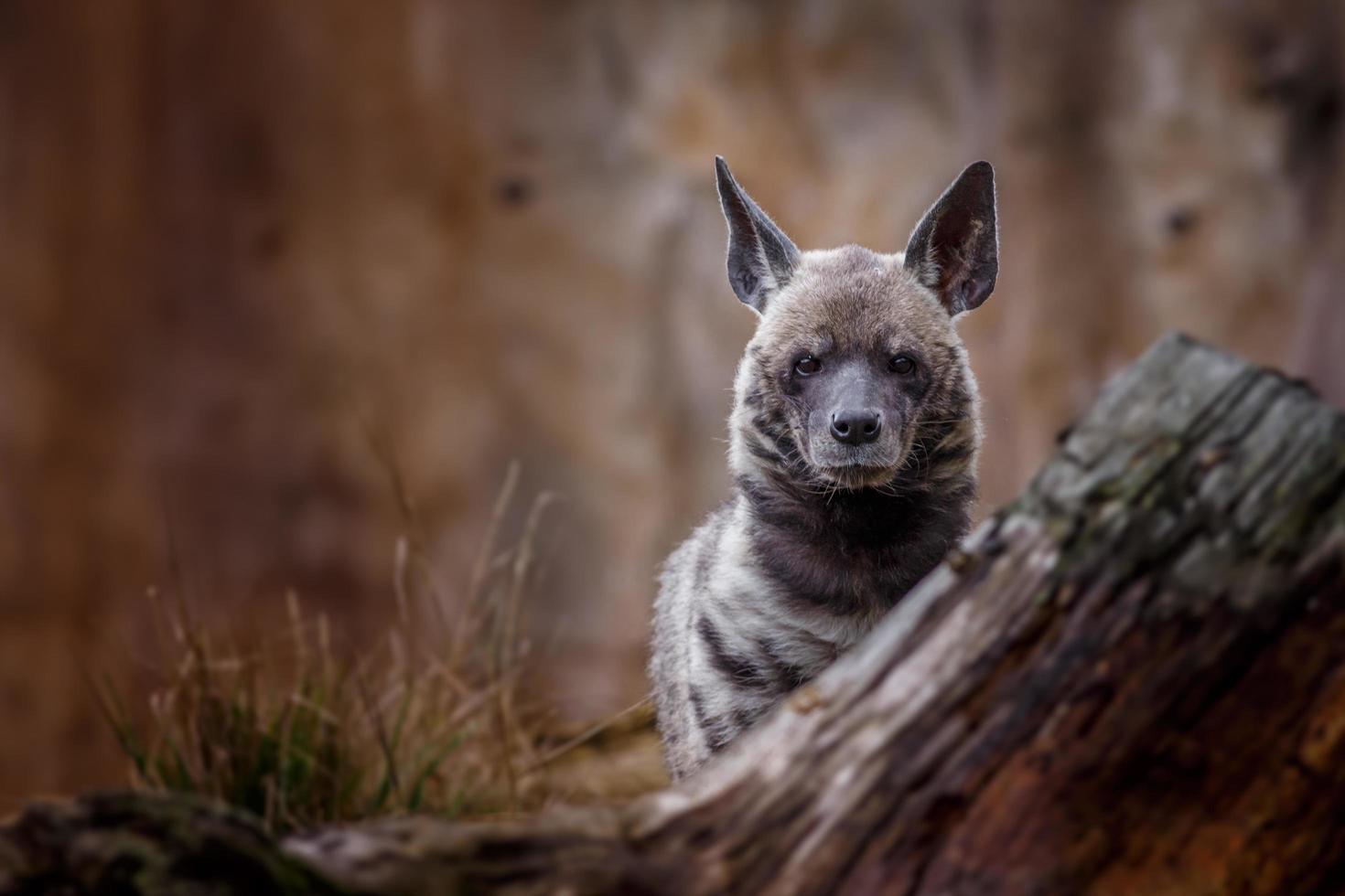 randig hyena bakom stubben foto