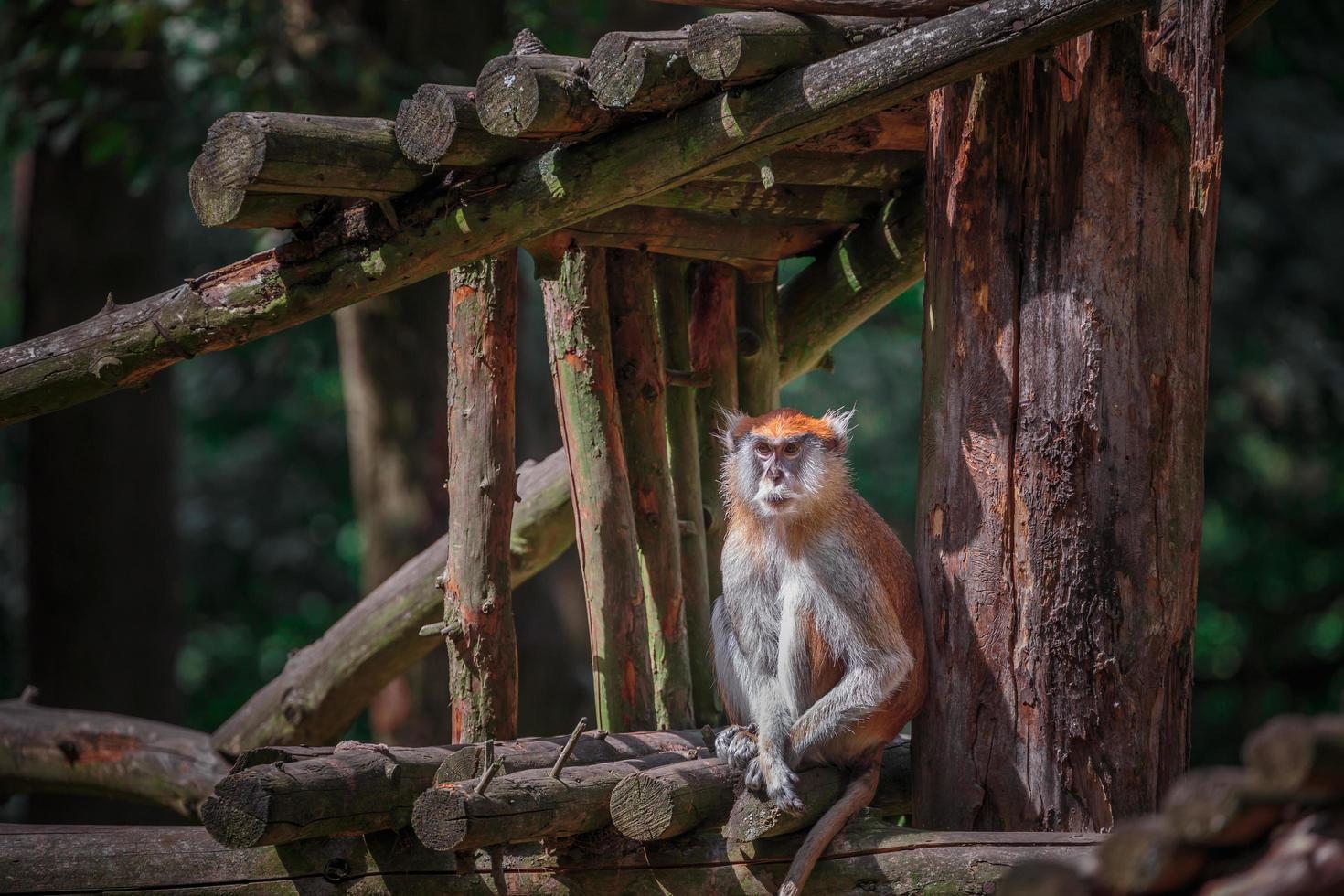 patas apa i zoo foto