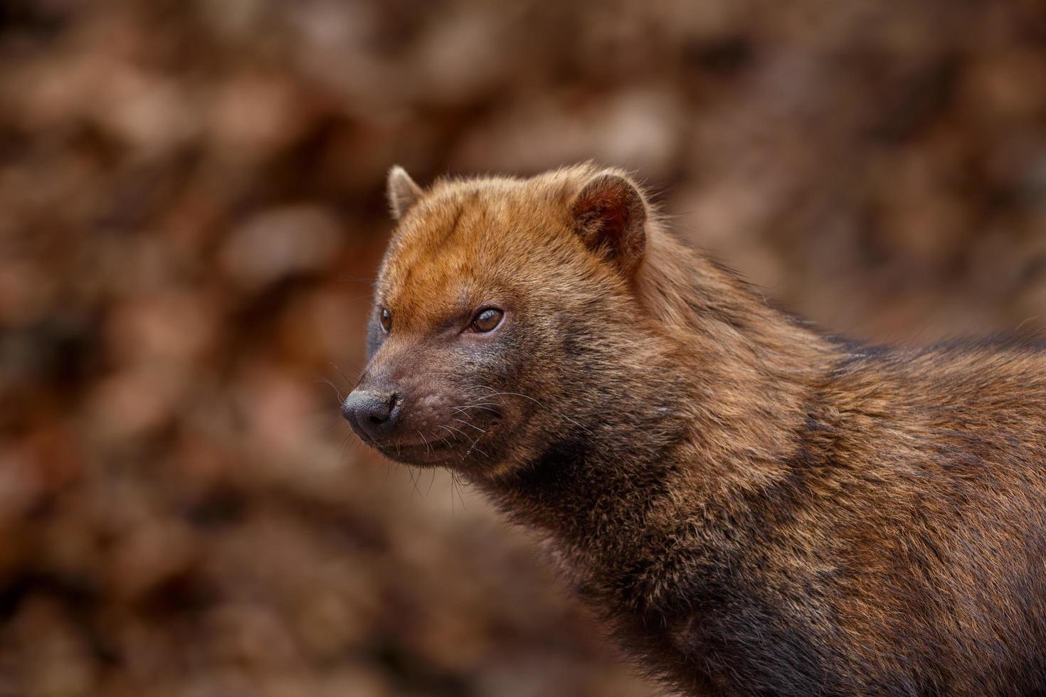 porträtt av buskehund foto