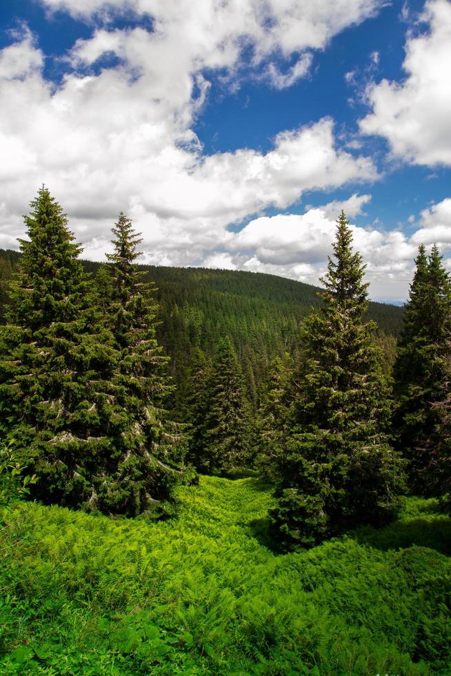 sommarskog i berg foto