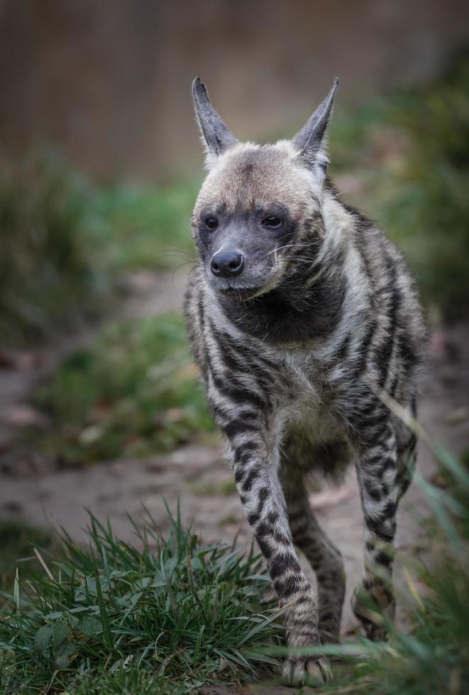 randig hyena går på väg foto