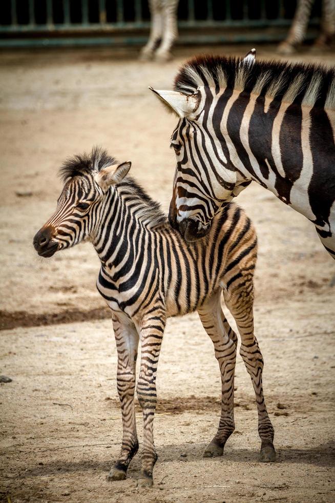 zebror i zoo foto