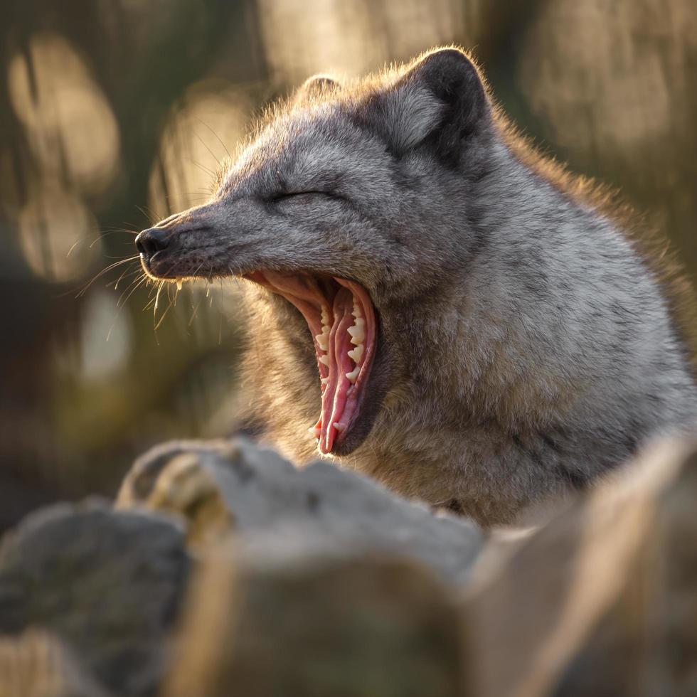 porträtt av fjällräven foto