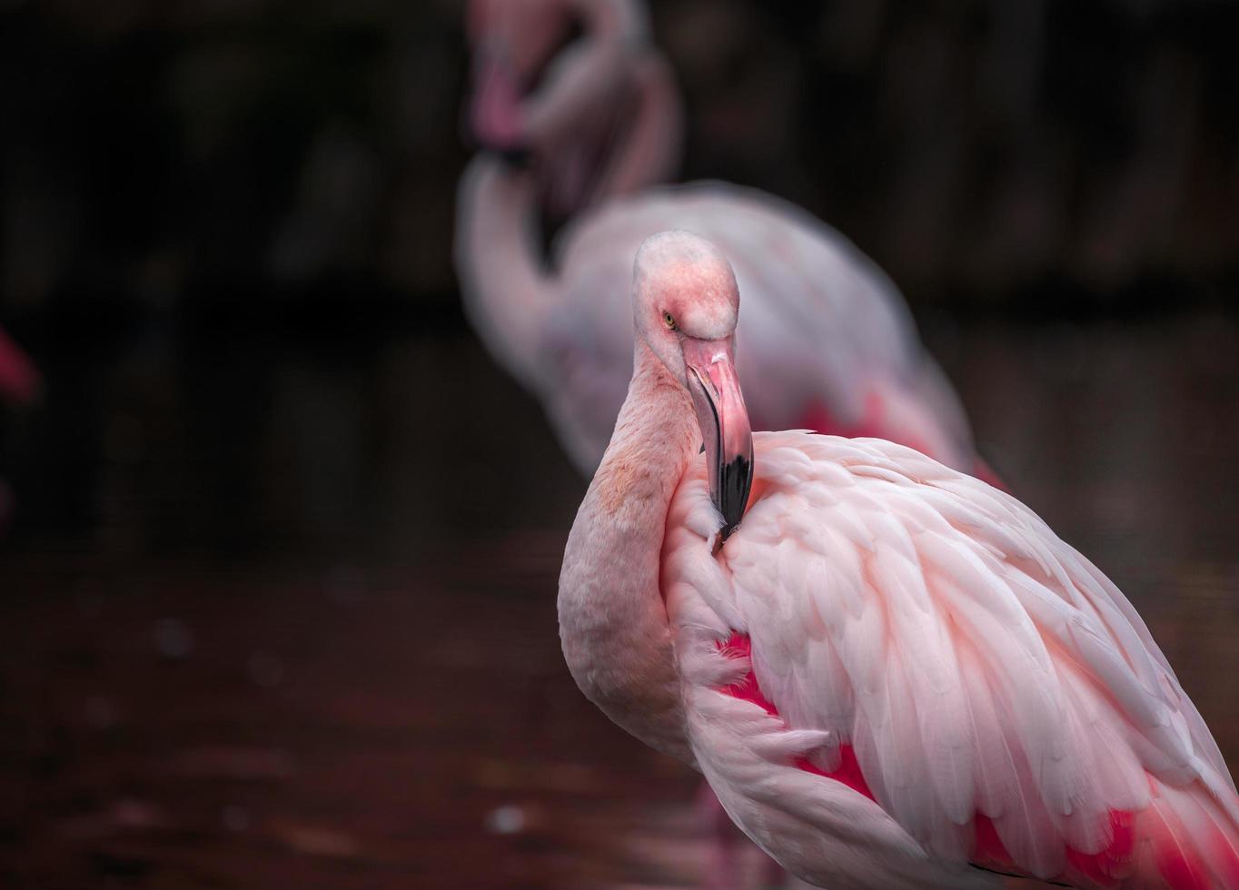 större flamingo sidelook foto