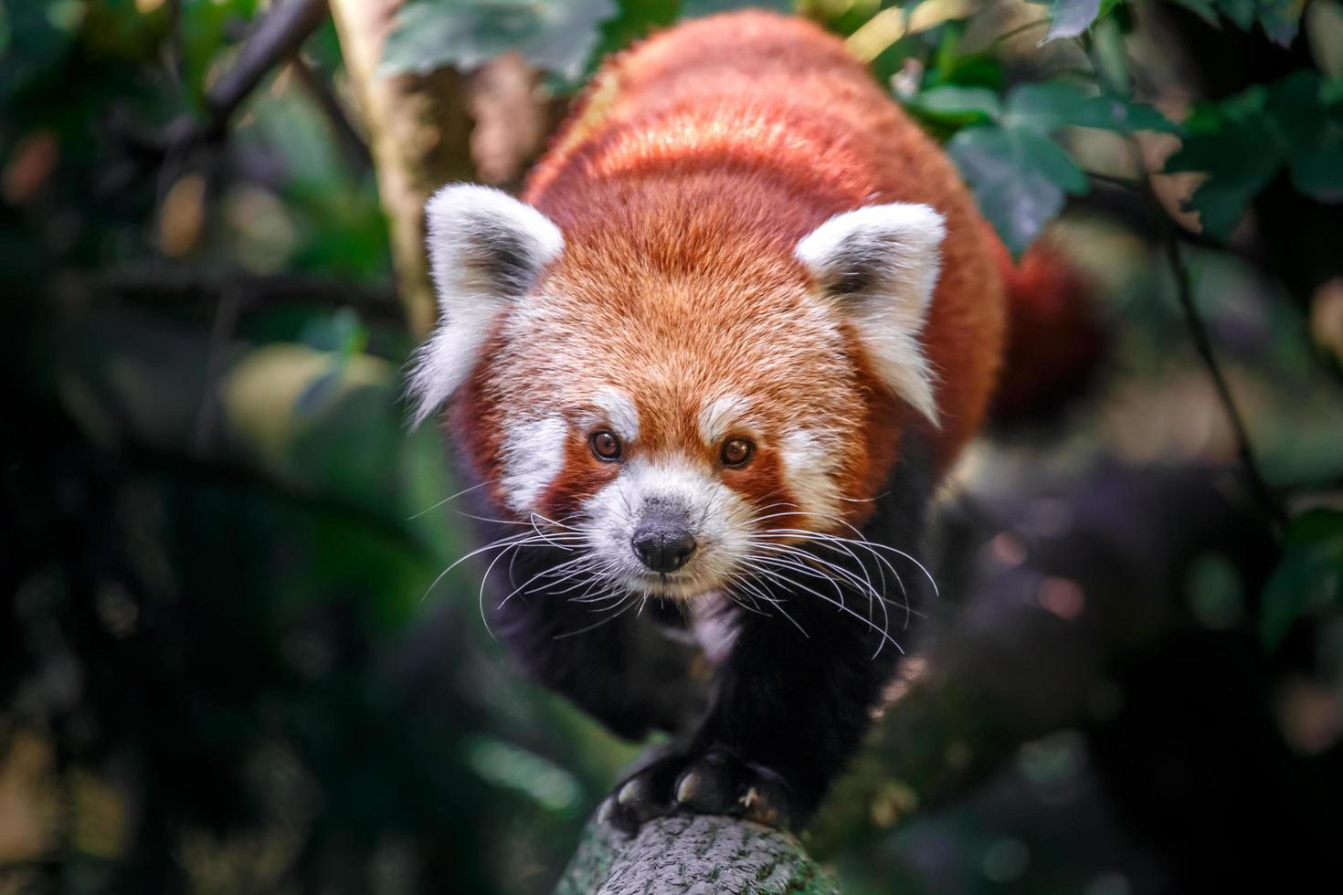 röd panda går på stock foto