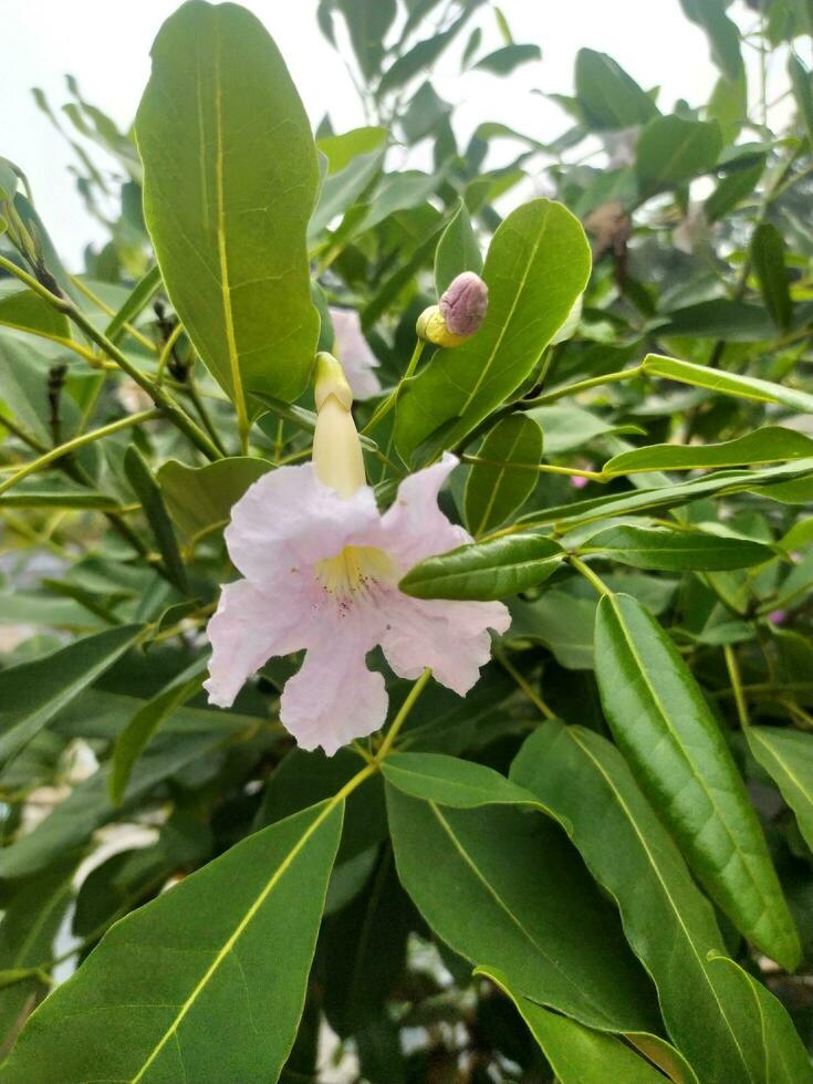 tabebuia impetiginosa eller rosa trumpet är ett dekorativ växt som, när sett från en distans, liknar en körsbär blomma träd. foto