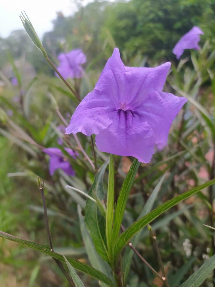 detta lila blomma är känd i indonesien som kencana unga. ruellia simplex, de mexikansk petunia, mexikansk blåklocka eller brittons vild petunia, är en arter av blommande växt i de familj acanthacea foto