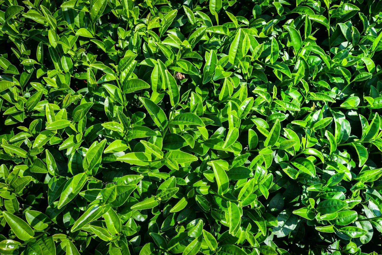 grön te trädgård foto
