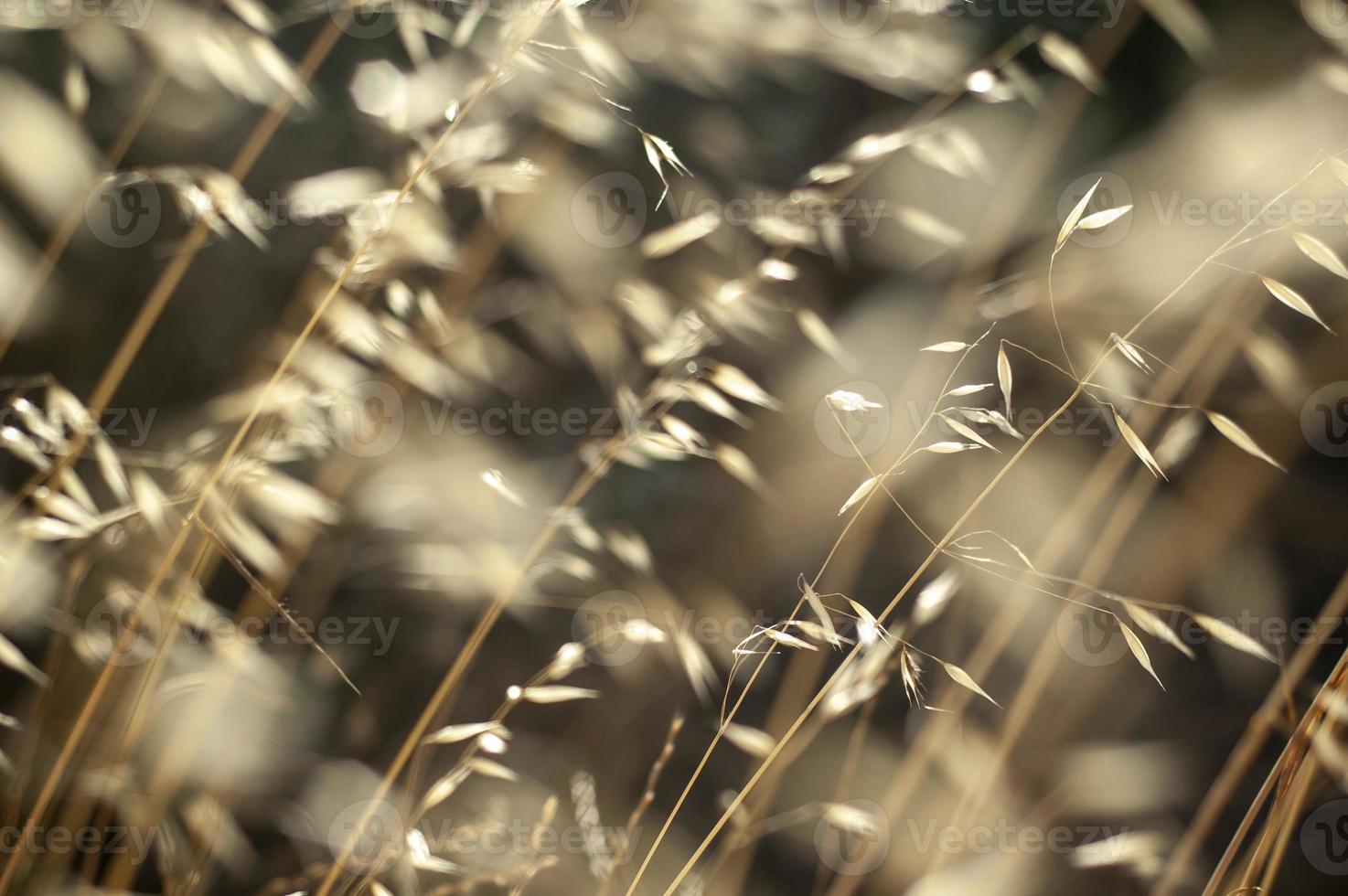 vacker lugnande torr gräs bakgrund med sömlösa naturliga mönster foto