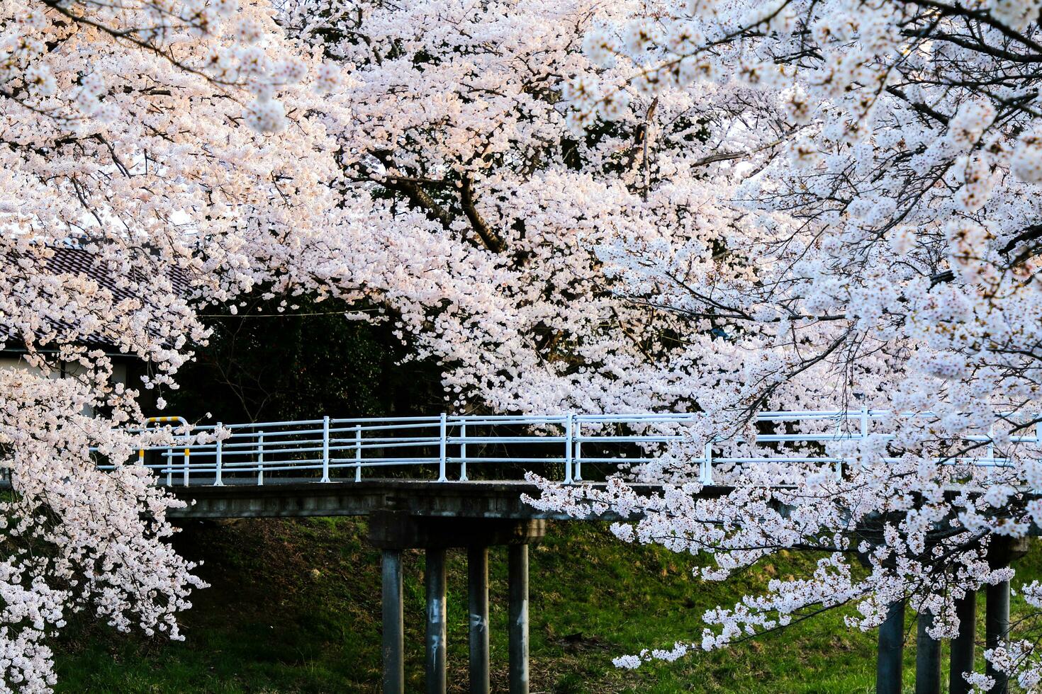skön körsbär blommar. sakura blommor i japan. resa vår tid. foto