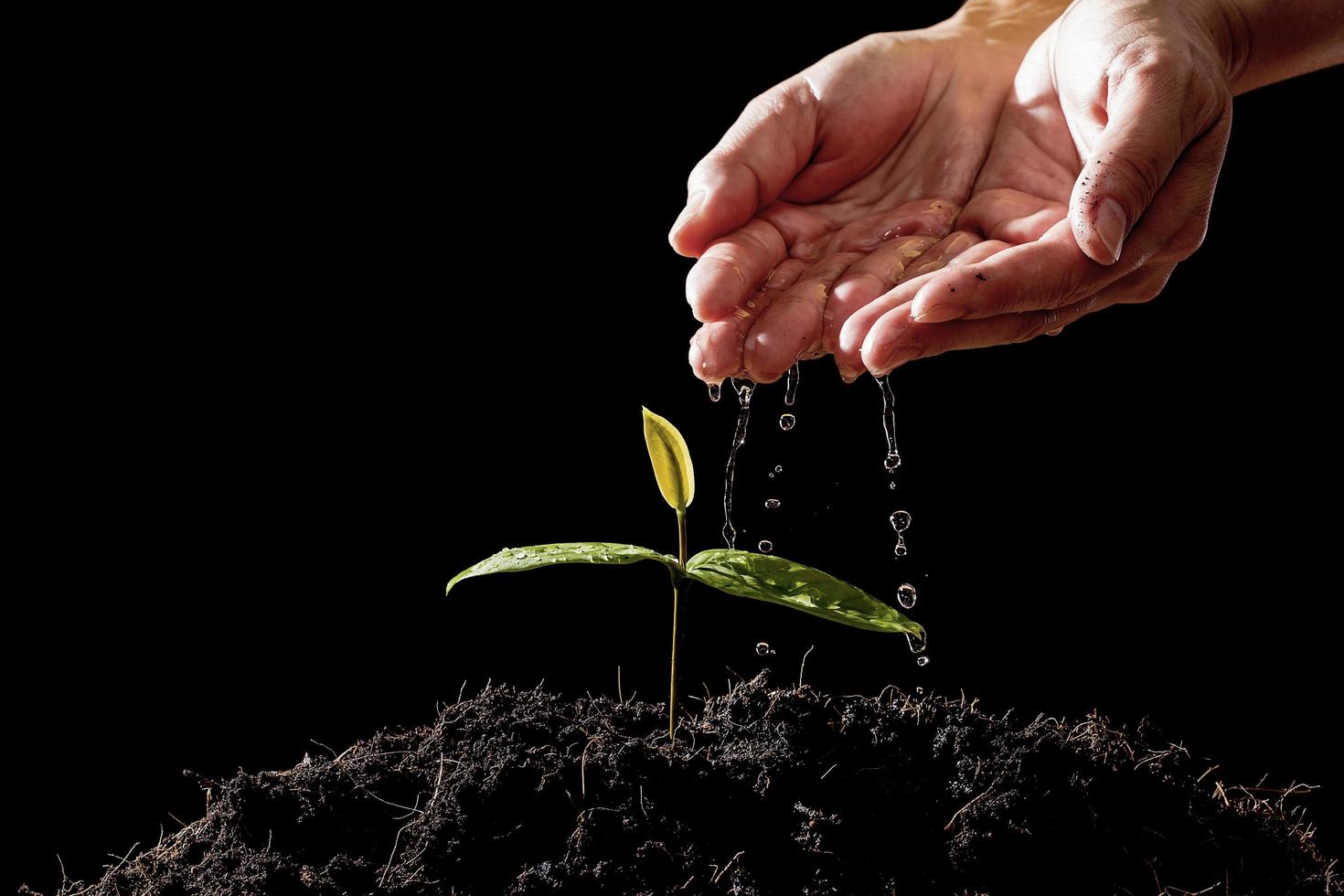 bondens hand vattnar plantor på svart bakgrund foto