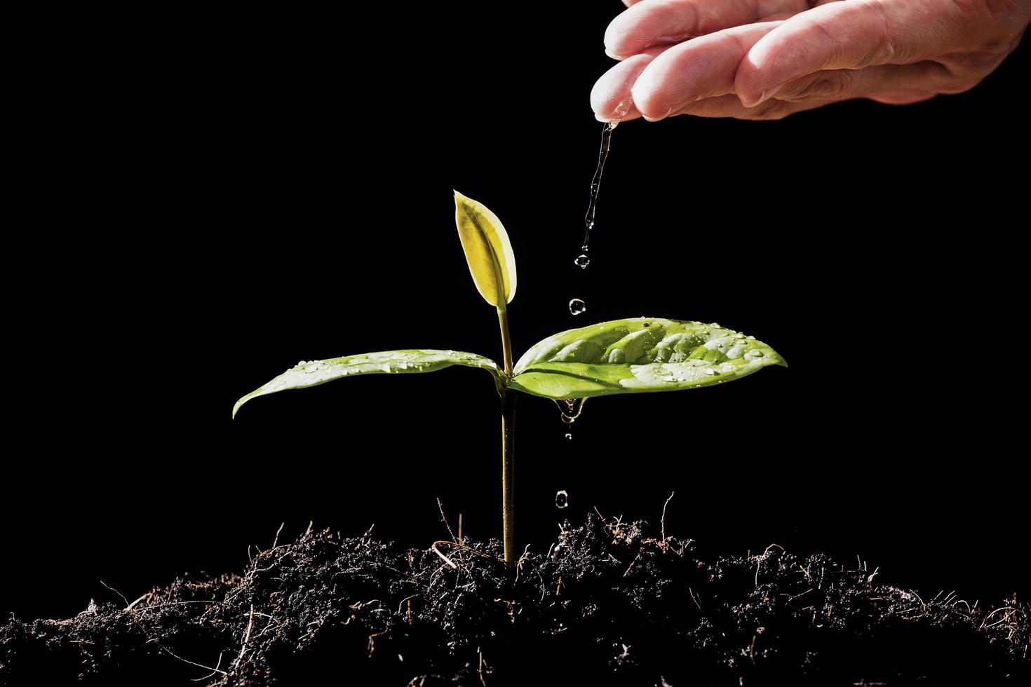 bondens hand vattnar plantor på svart bakgrund foto