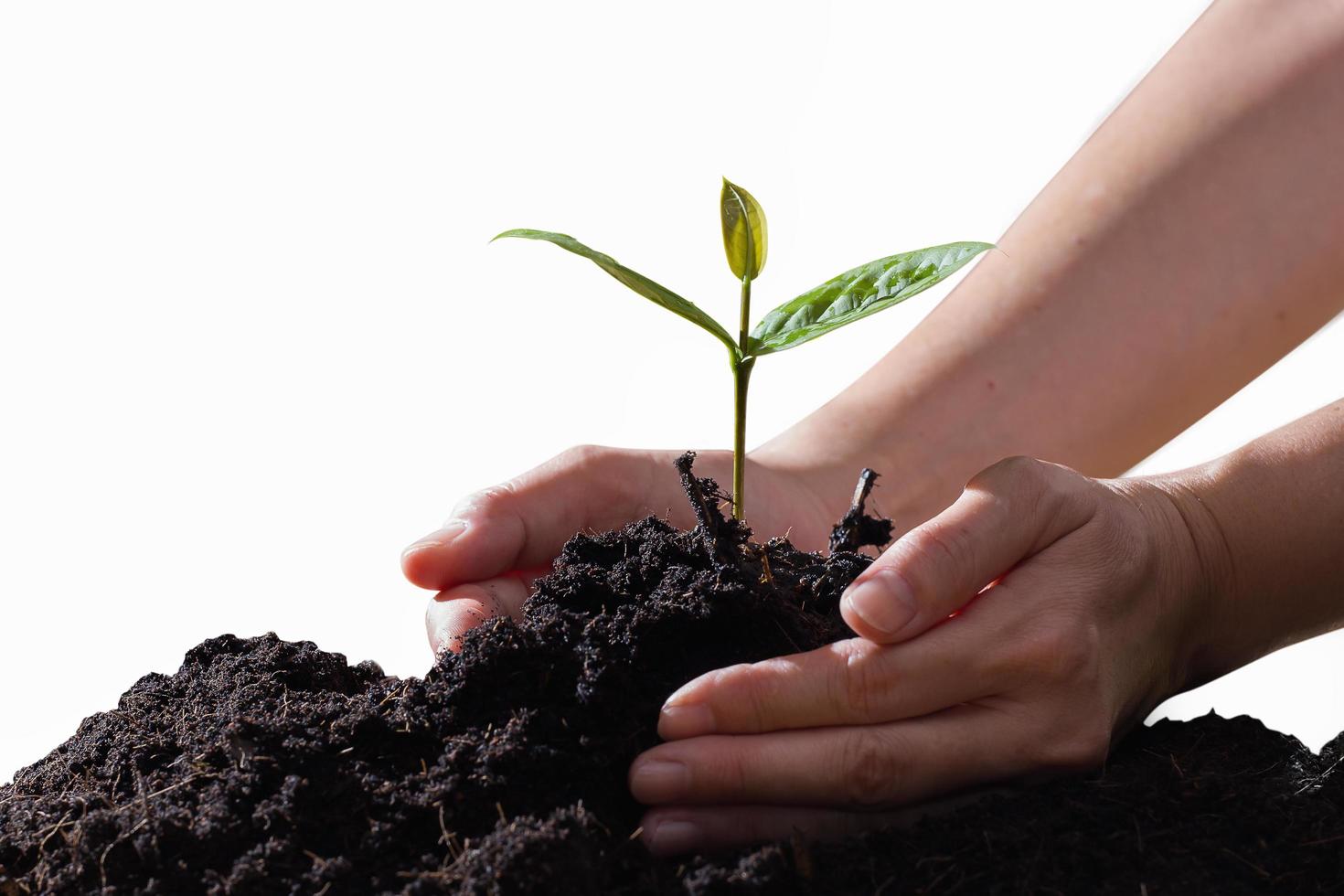 bondens handinnehavplantor på vit bakgrund foto