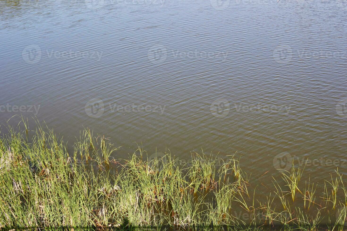 yta av vatten av sjö och tillväxt av gräs. foto