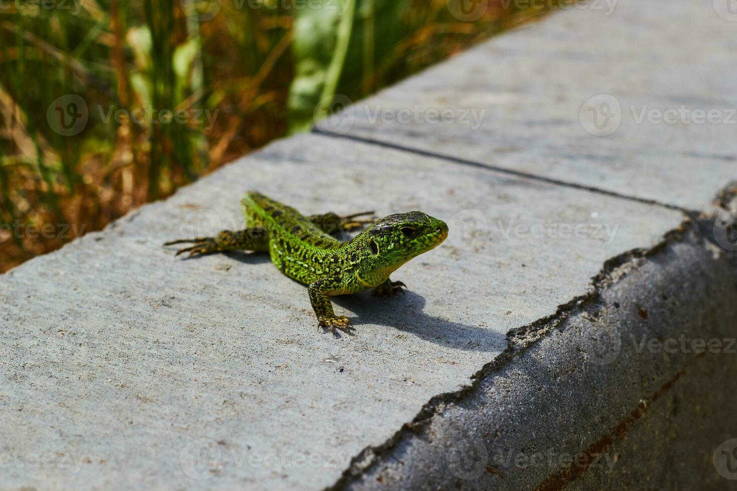 fotografera av grön ödla mot betong trottoarkant. foto