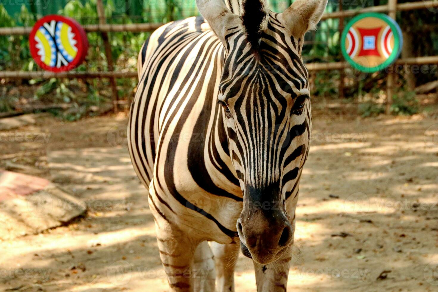 porträtt av zebror i de Zoo foto