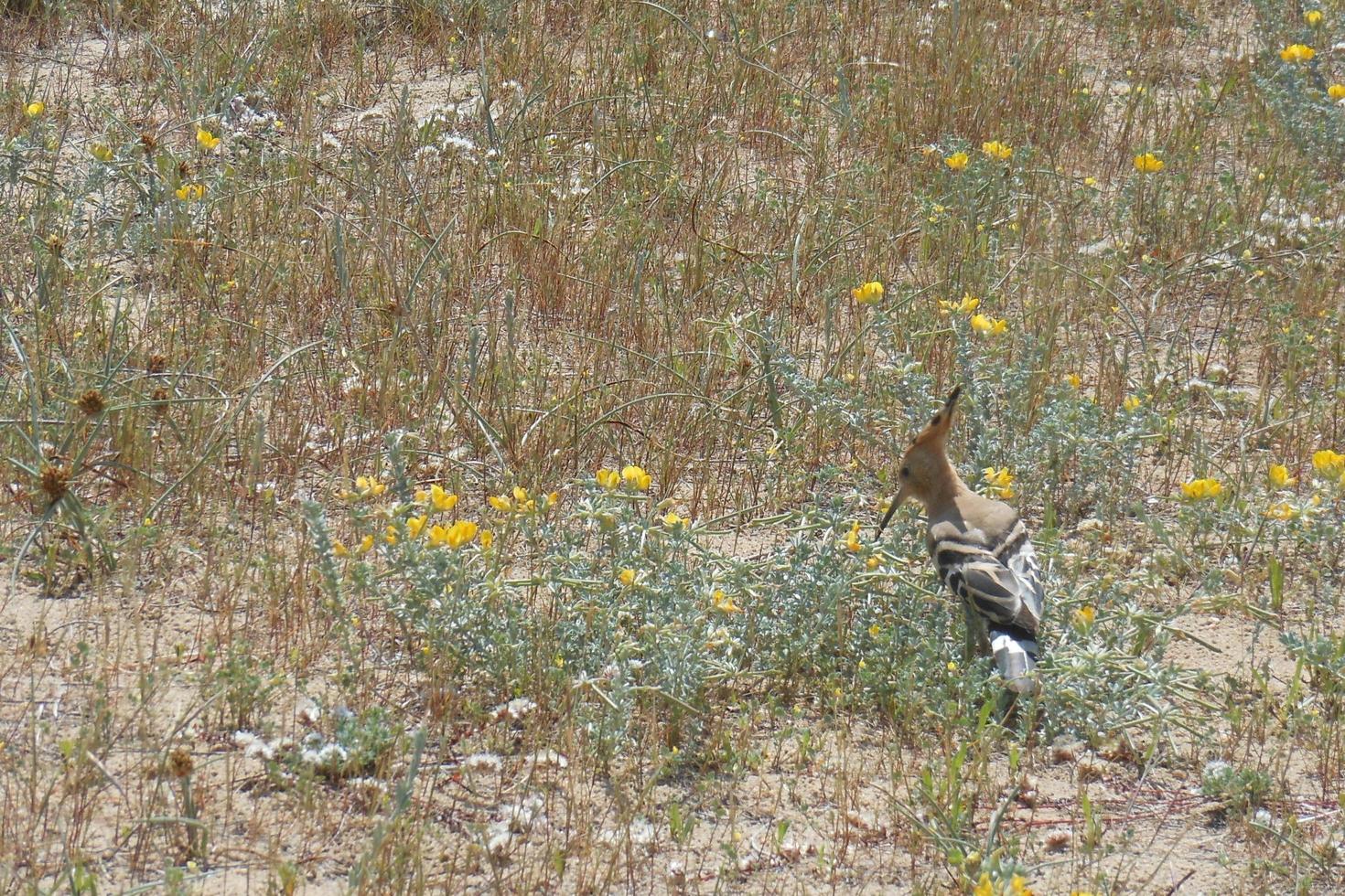 liten hoopoe gå på sanden på en strand foto