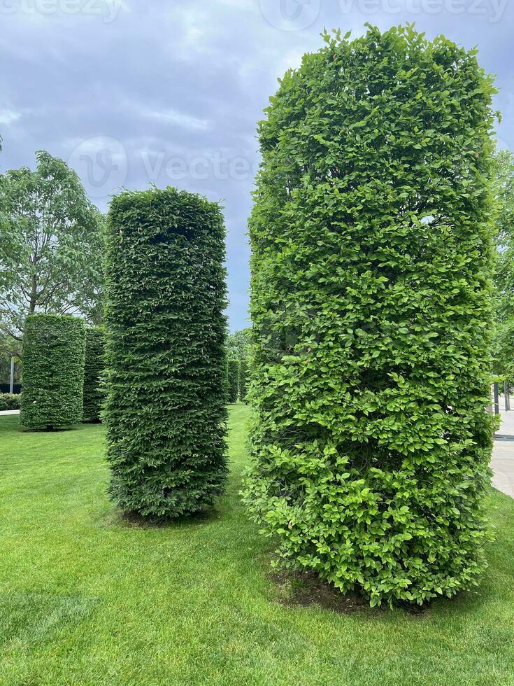 stad parkera, trimmad träd och gräs, gående område foto